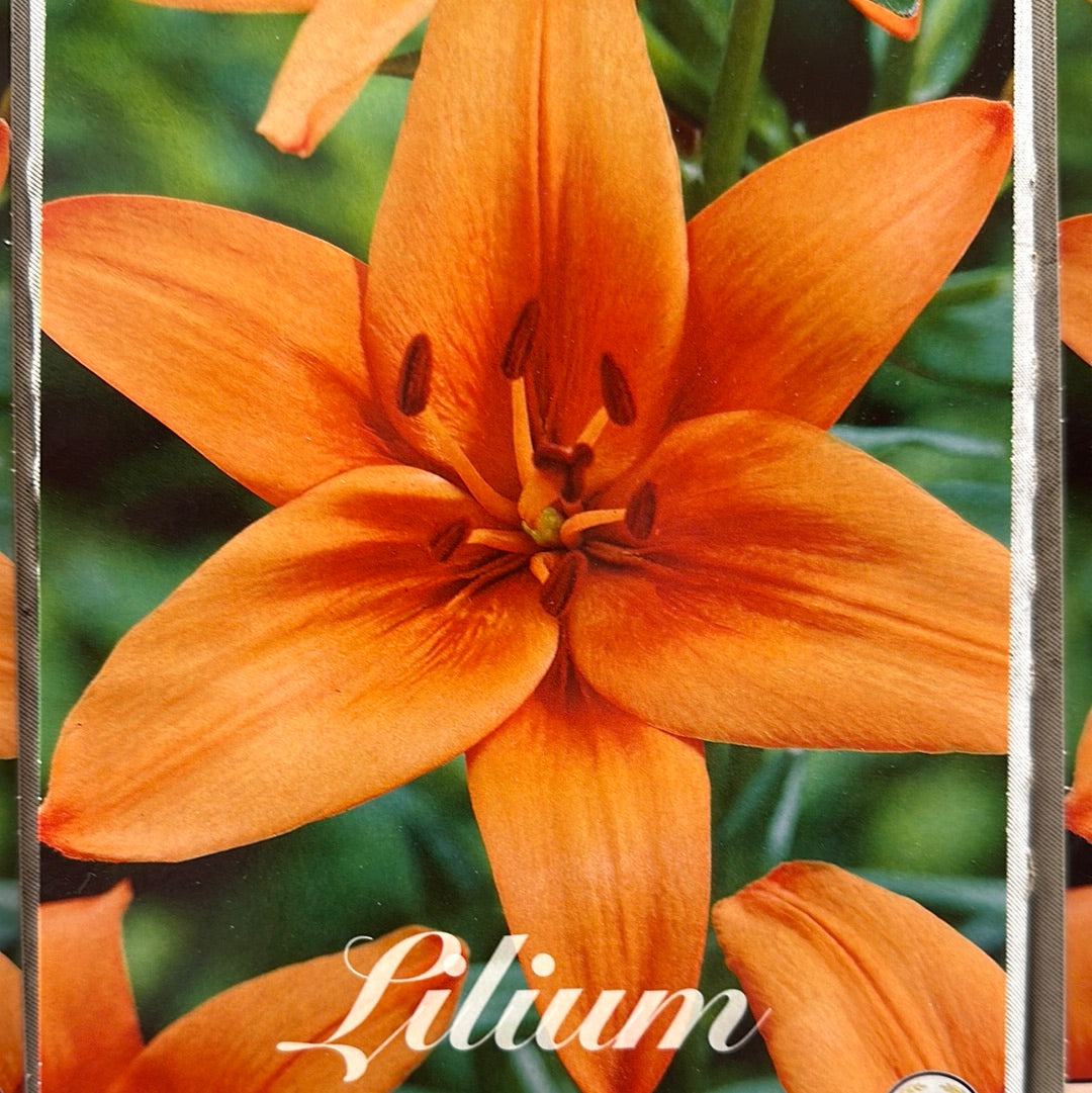 Lilium-Asiatlilje 'Oransje Summer' 2-pakning